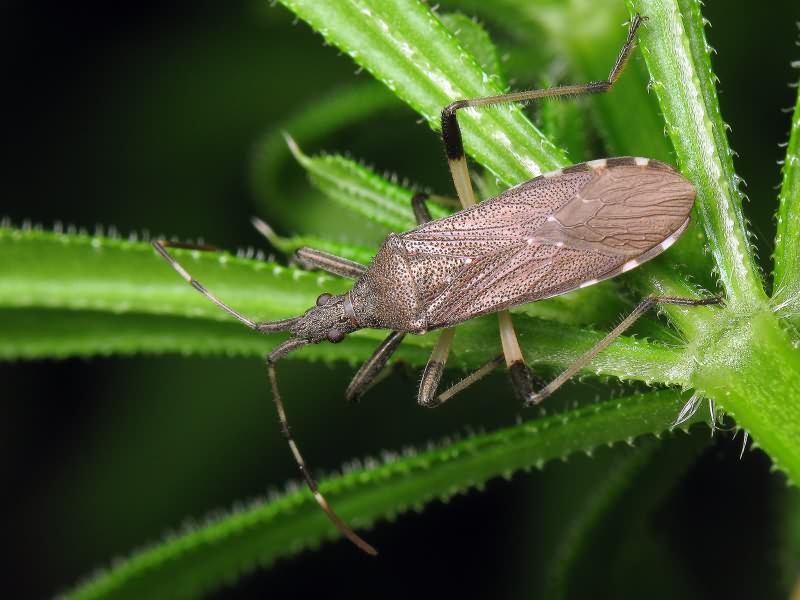 Dicranocephalus albipes (Fabricius, 1781)